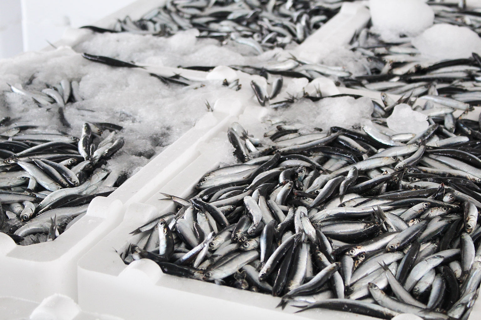 Black Sea anchovy (Engraulis encrasicolus)